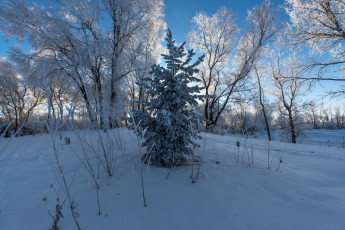 Картинка природа зима снег