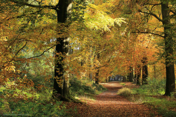 Картинка природа дороги тракт