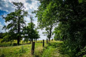Картинка природа лес деревья