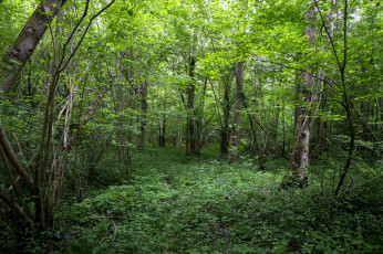 Картинка природа лес деревья