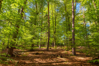 Картинка природа лес деревья