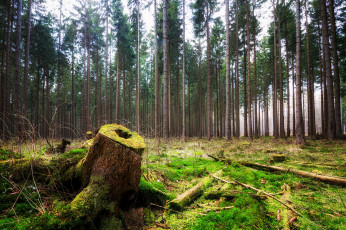 Картинка природа лес деревья