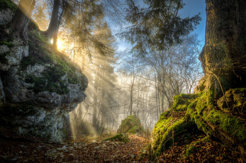 Картинка природа лес деревья