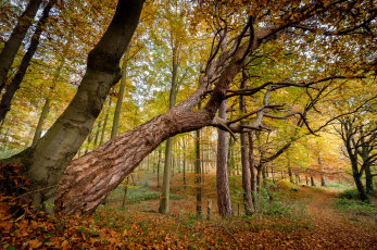 Картинка природа лес деревьядеревья