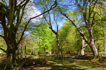 Картинка природа лес деревья