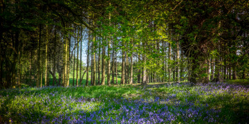 Картинка природа лес деревья