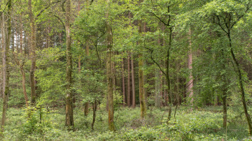 Картинка природа лес деревья