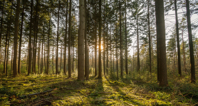 Обои картинки фото природа, лес, деревья