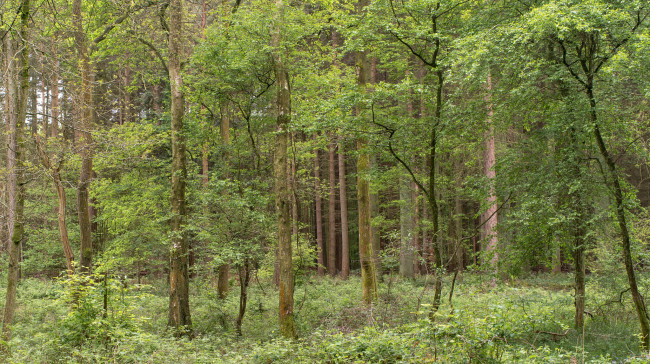 Обои картинки фото природа, лес, деревья