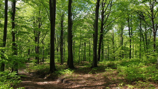 Обои картинки фото природа, лес, деревья