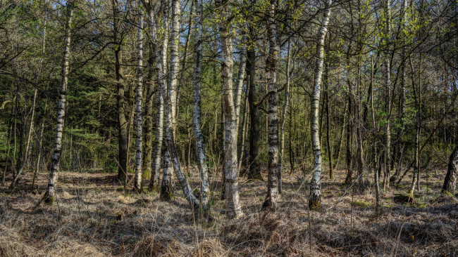 Обои картинки фото природа, лес, деревья