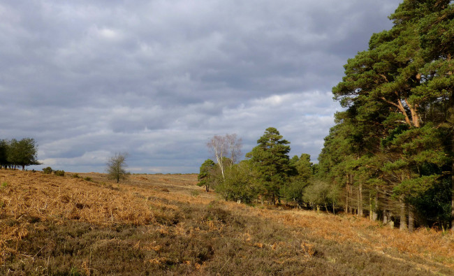 Обои картинки фото природа, пейзажи, деревья