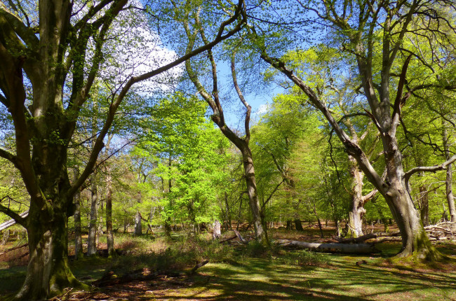 Обои картинки фото природа, лес, деревья