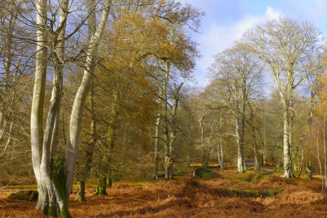 Обои картинки фото природа, лес, деревья