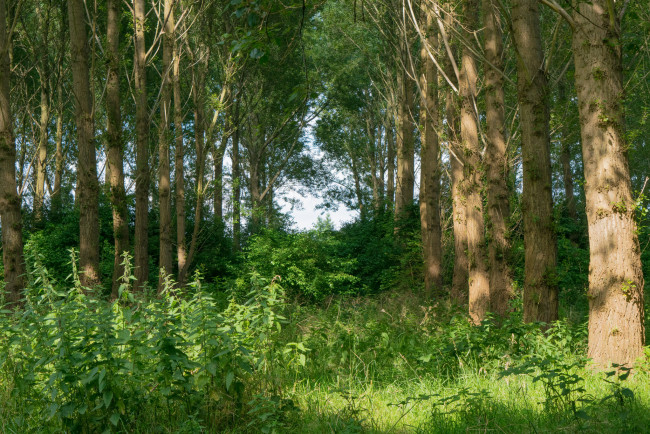 Обои картинки фото природа, лес, деревья