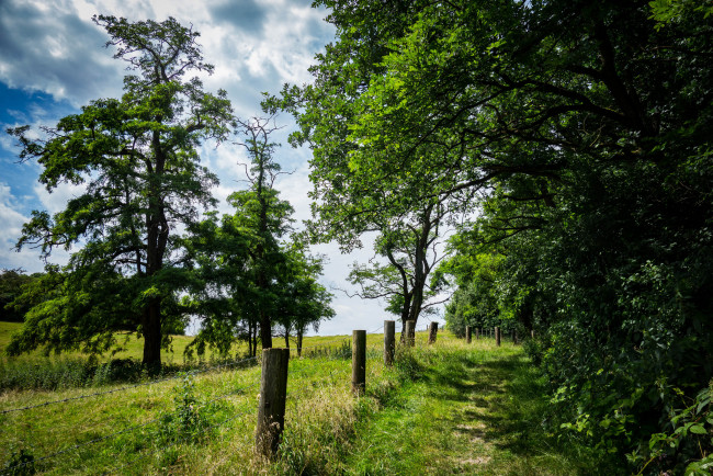 Обои картинки фото природа, лес, деревья