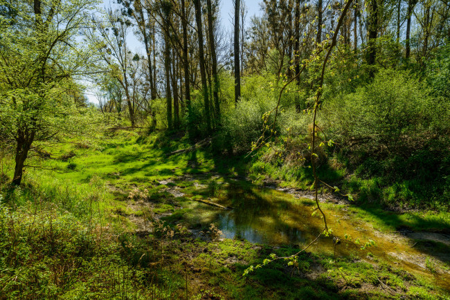 Обои картинки фото природа, лес, деревья