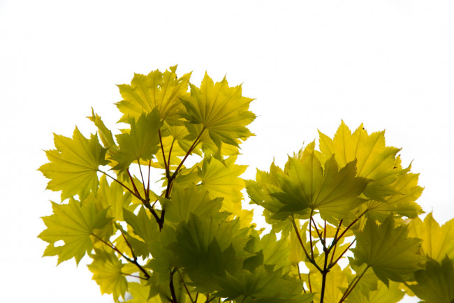 Обои картинки фото природа, листья, ветка