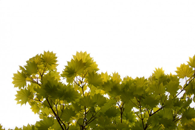 Обои картинки фото природа, листья, ветка