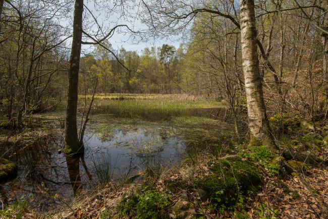 Обои картинки фото природа, реки, озера, река, лес