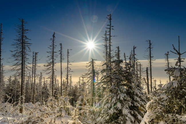 Обои картинки фото природа, зима, снег