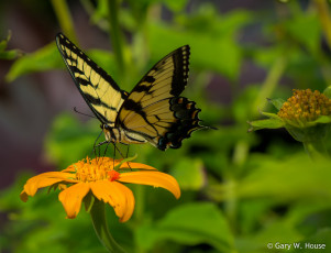 Картинка животные бабочки +мотыльки +моли бабочка