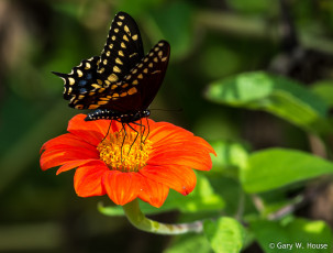 Картинка животные бабочки +мотыльки +моли бабочка