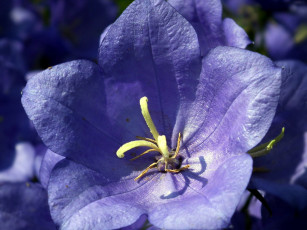 Картинка цветы колокольчики макро