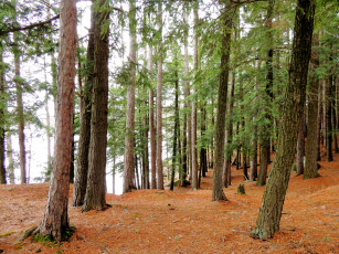 Картинка природа лес сосны