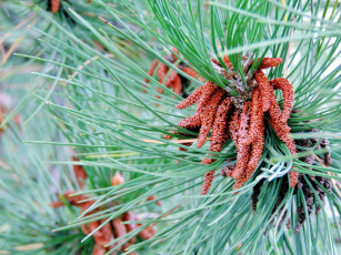 Картинка природа шишки +жёлуди +каштаны ветки иглы