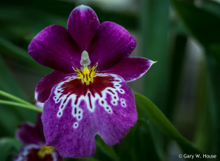 Картинка цветы орхидеи орхидея