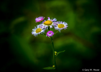 Картинка цветы маргаритки маргаритка