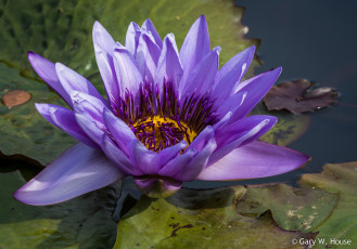 Картинка цветы лилии+водяные +нимфеи +кувшинки лилия