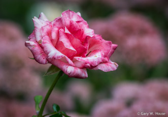 Картинка цветы розы роза