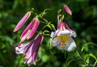 Картинка цветы лилии +лилейники