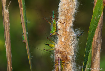 Картинка животные кузнечики +саранча
