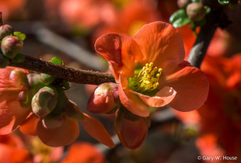 Картинка цветы айва китайская