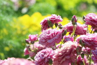 Картинка цветы розы боке розовый куст бутоны