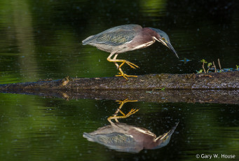 Картинка животные цапли +выпи выпь