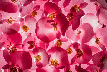 обоя цветы, кизил