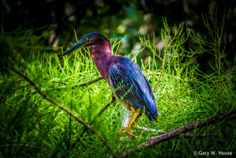 Картинка животные цапли +выпи цапля