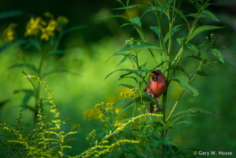 Картинка животные кардиналы птичка