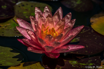 Картинка цветы лилии+водяные +нимфеи +кувшинки лилия