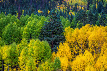 Картинка природа лес простор