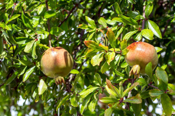 Картинка природа плоды гранат