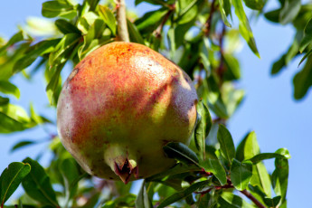 Картинка природа плоды гранат