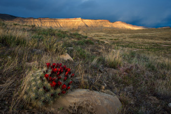 Картинка природа пустыни простор