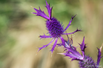обоя цветы, Чертополох,  репейник, калючка