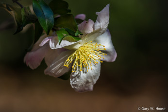 Картинка цветы камелии камелия