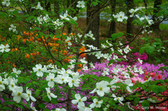 обоя цветы, кизил